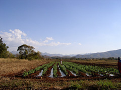 Irrigated Field, Limpopo Basin, South Africa