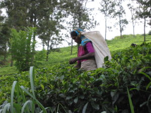 sri_lanka-tea_plantation-14