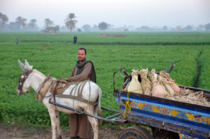 egyptian_farm